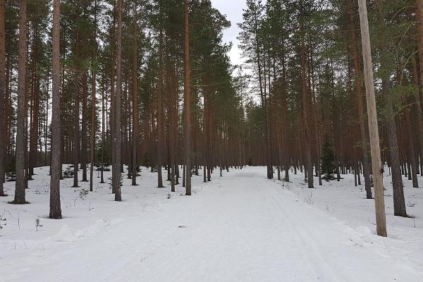 Alutaguse Puhke- ja Spordikeskuse suusarajad