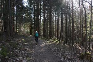 Apteekrimäe forest trail