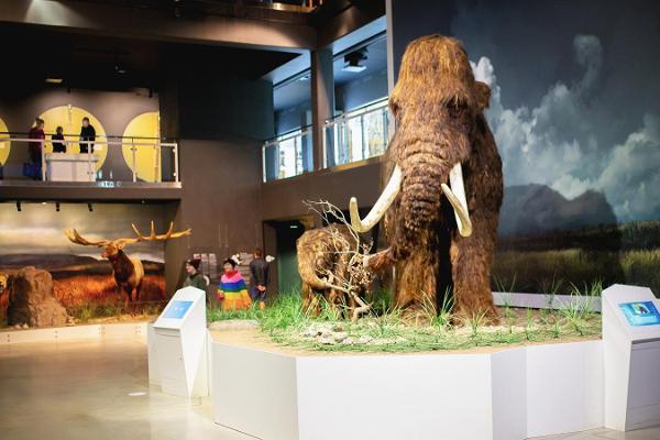 Mammoth at the Ice Age Centre