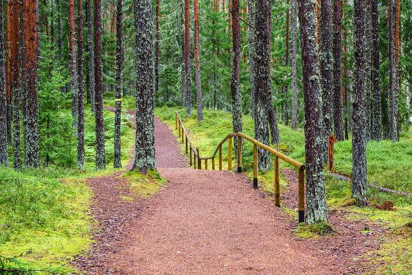 Biberpfad im Lahemaa Nationalpark