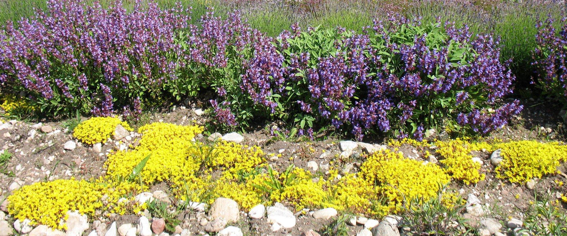 Perenaisega talutuur Popi ökotalus