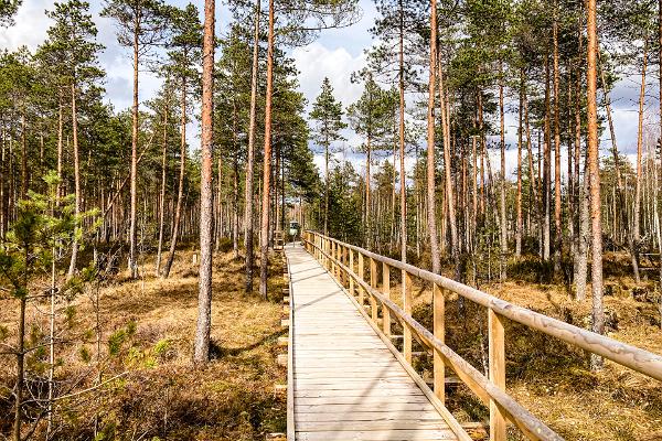 Tudu bog lake and forest hut