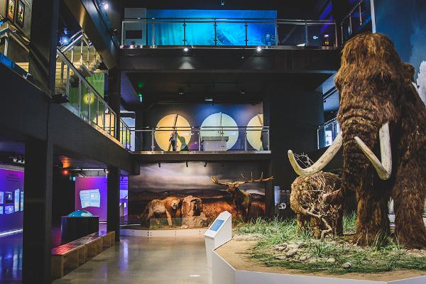 Ice Age Centre, mammoths