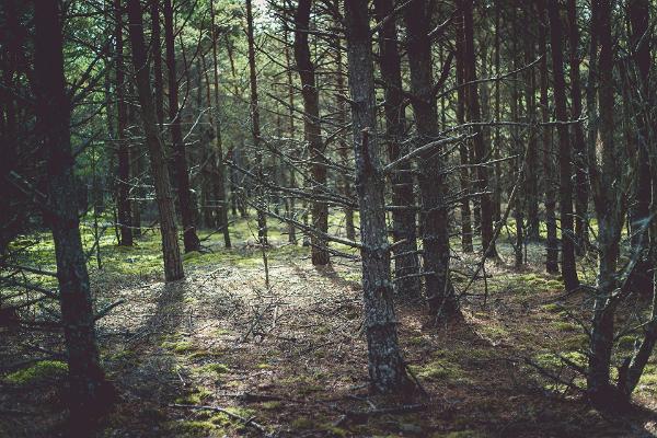 Uuejärve dabas taka, Pehja-Kervemā, Aegvīdu