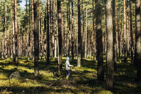 A nature and culture trip on your own in Harju County and Lahemaa National Park