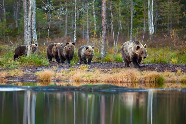 Прогулки на природе с гидом на вилле Jäägri