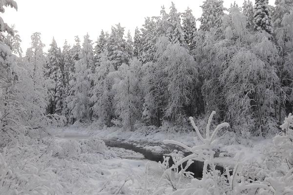 Прогулки на природе с гидом на вилле Jäägri