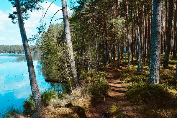 На северном берегу озера Мустъярв