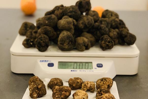 Italian food and culture workshops, truffles