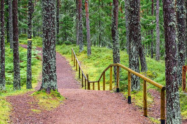 Der baltische Waldwanderweg