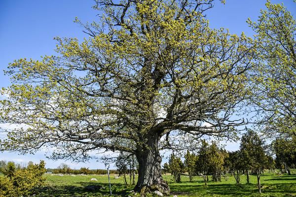 Kastna oaks