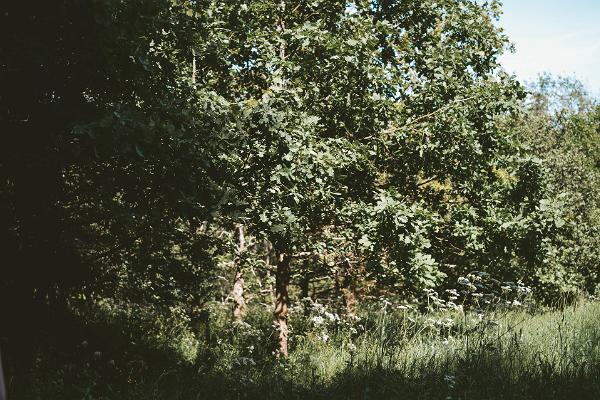 Tammealuse grove