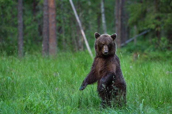 Björnskådning, Brown Bear Watching, Wildlife Watching, Brown Bear Photography, Wildlife Watching