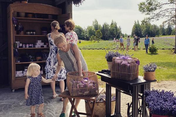 Lavendelfarm Paradiesinsel auf der Insel Hiiumaa