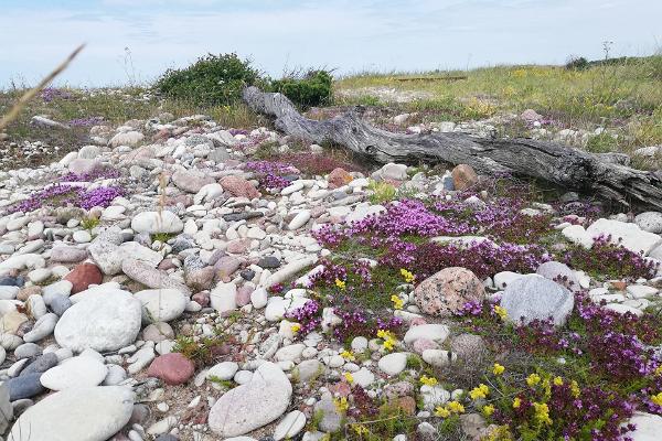 Harilaid islet