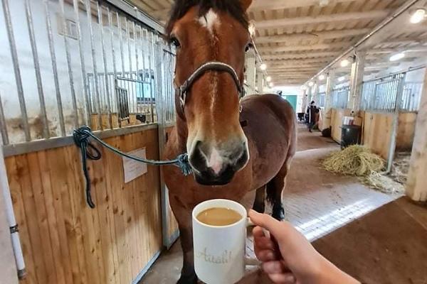 Tori Horse Breeding Farm