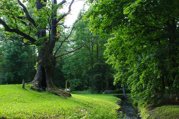 Tülivere sacred oak