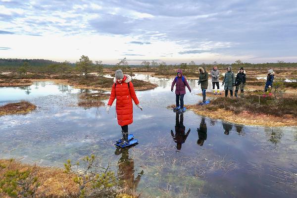 Bog shoeing in Kakerdaja bog