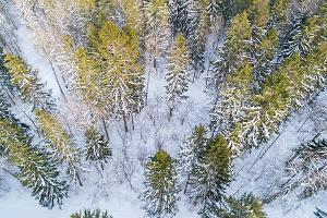 Iisaku (Tärivere) mäe juures mets, talvel õhust linnulennult