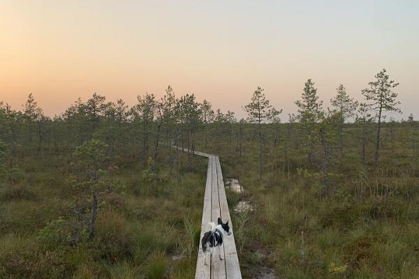 Naturlehrpfad Selli-Sillaotsa, mit einem vierbeinigen Freund in der Natur