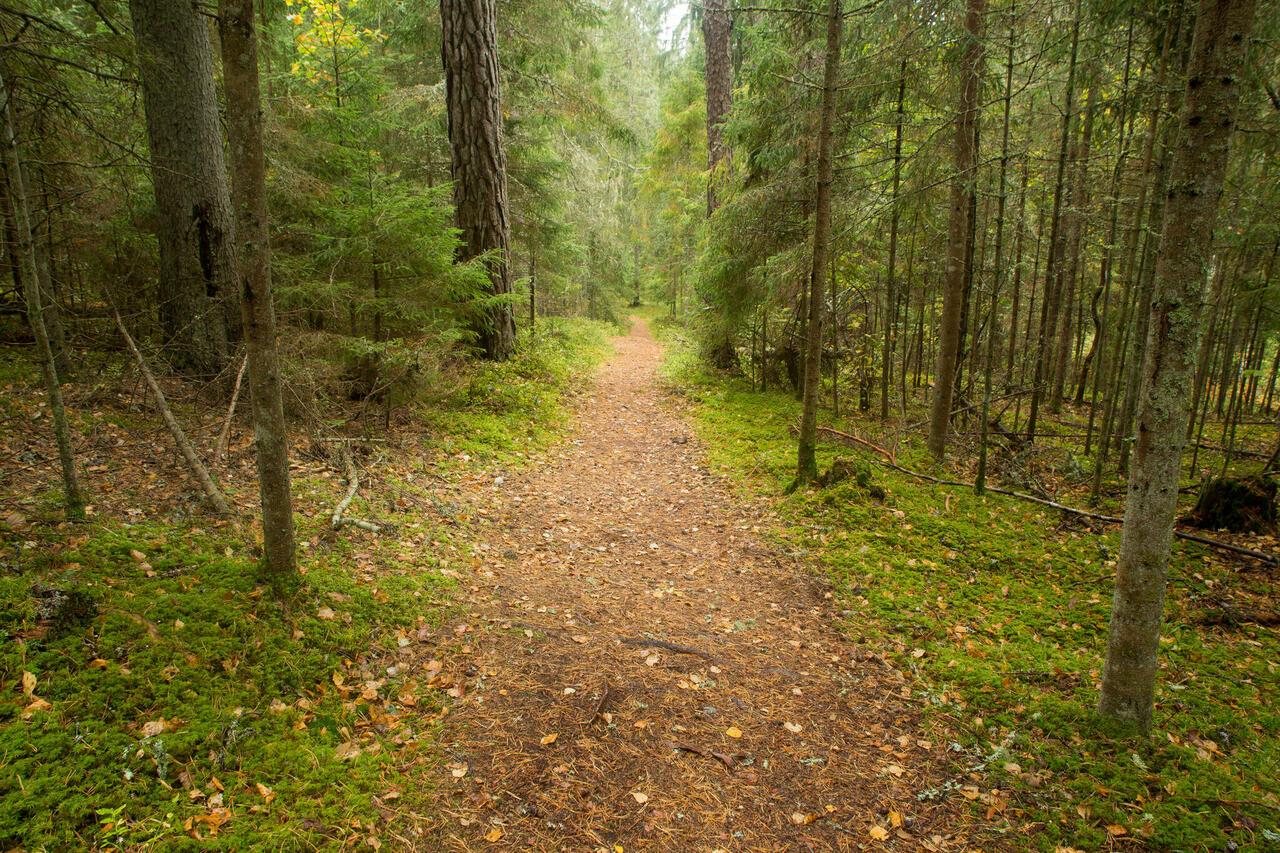 Soontaga hiking trail - pilt