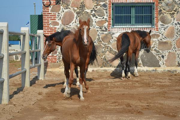 Tori Horse Breeding Farm Museum