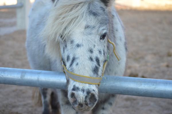 Tori Horse Breeding Farm