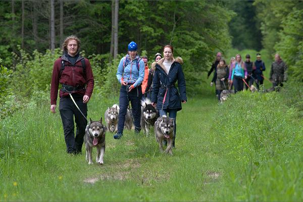 Wanderer und Schlittenhunde in sommerlicher Natur von Järvselja im Landkreis Tartumaa