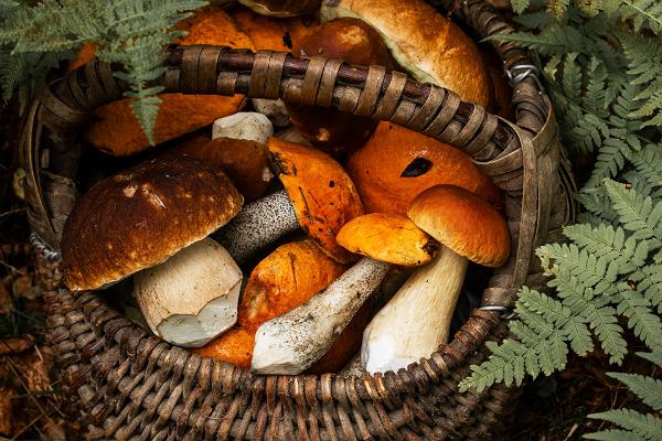 Где собирать грибы и ягоды в Эстонии?