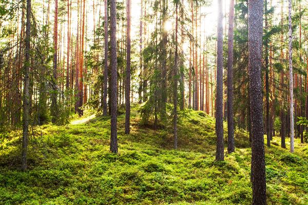 Der Naturpfad im Wald Harku