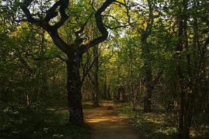 Rakvere oak grove – study trail