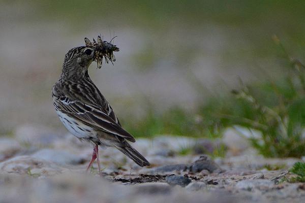 Linnuvaatlus Lõuna-Eestis loodusretkejuhiga