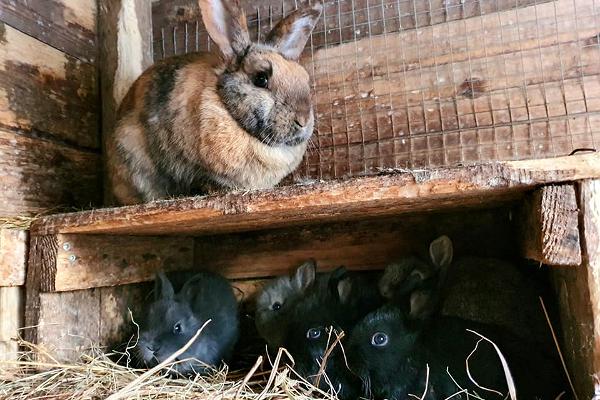 Jõuluvana Korstna talu pakett "Jõuluvanale külla"