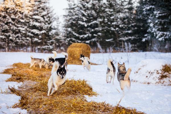 Huskypark – ein Schlittenhunde-Bauernhof erwartet Sie!