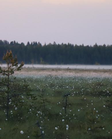 &quot;Nature Tours Estonia&quot; nakšņošana uz purva saliņas
