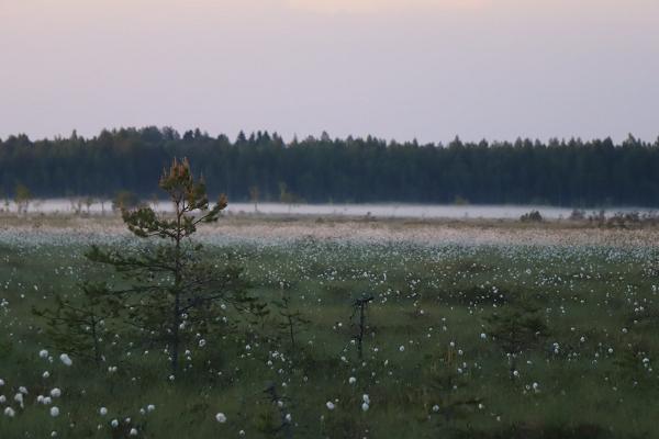 Ночлег на диком болотном островке, организуемый Nature Tours Estonia