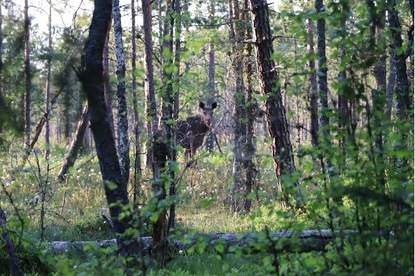 An elk peeking through the trees