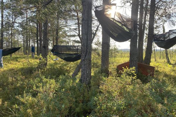 Tree tents on the bog island