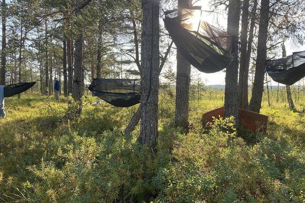 Hängezelte hängen auf einer Moorinsel in der Sonne