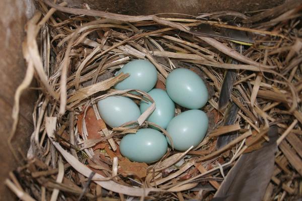 Kuldnokk muneb puuõõnde või pesakasti ehitatud pessa 4-7 helesinist muna.