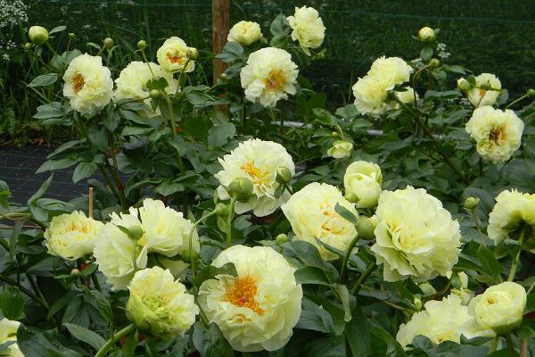 Saaremaa Peony Gardens – ein romantischer Garten im Herzen der Insel