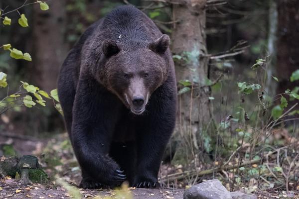 Lodjur- och björnskådningstur i Alutaguse och i Lahemaa Nationalpark