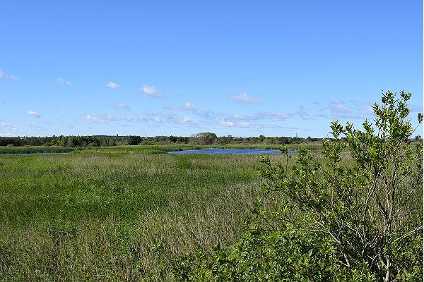 Paljassaare boardwalks