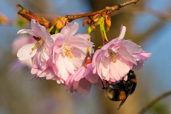 Mesilane kirsiõiel
