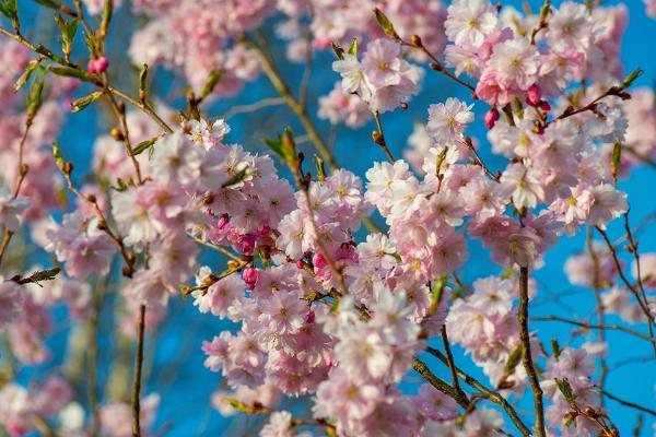 Kirsid Türi järve ääres