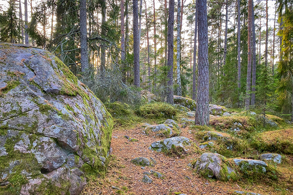 Käsmu's field of boulders