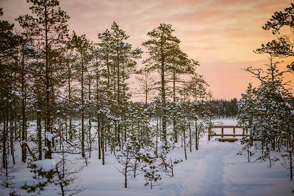 Luhasoo nature studies trail