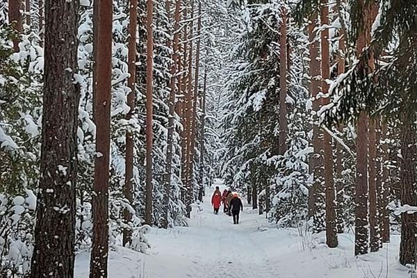Vapramäe nature study and hiking trails in winter