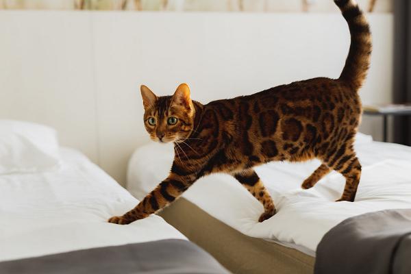 Hotel NOSPA bengal cat on a bed