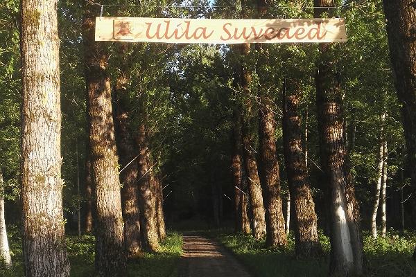Einfahrtallee des Sommergartens Ulila